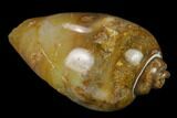 Polished, Chalcedony Replaced Gastropod Fossil - India #133535-1
